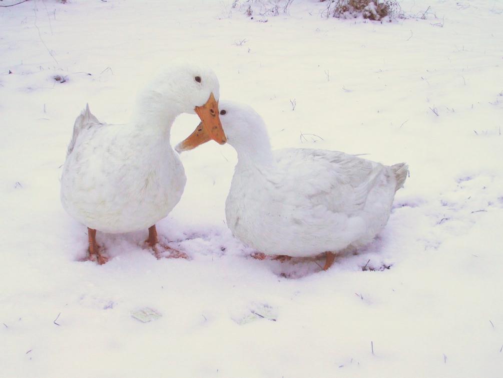 Ducks in Snow