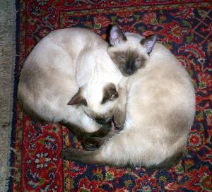 Kitties on rug