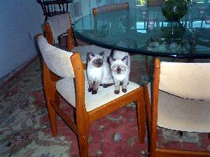 Kitties on chair