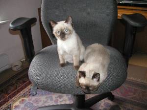 Kitties on chair2