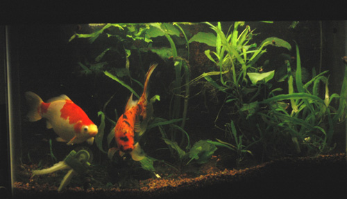 planted goldfish tank. to look at planted tanks.