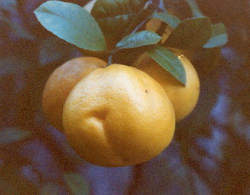 Lemon Butt 56