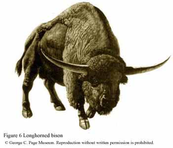 long horned bison