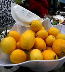 some of (nanlev)'s tasty Meyer lemons