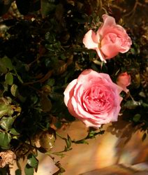 Roses