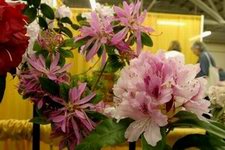 Rhodies