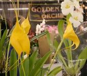 Orchids!