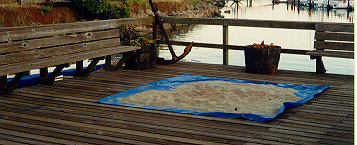 "It was a good one...though I arrived very late, looking like a haole just off the plane from the mainland. (jimkent) and I had the pleasure of disposing of 300 pounds of sand that looked and felt very much like Poipu Beach or the Napali Coast beach sand. Jim said that Buck had said that as soon as we got it off the tarp, it would fall thru the cracks in the deck. I, being used to northern Minnesota sand left by glaciers, didn't believe the plan would work. Sure enough, though, Buck was right! The sand made a delicious sound as it slid down thru the deck to whatever was below. A few drags of the welcome mat and the remaining grains were gone." -- (esoft)