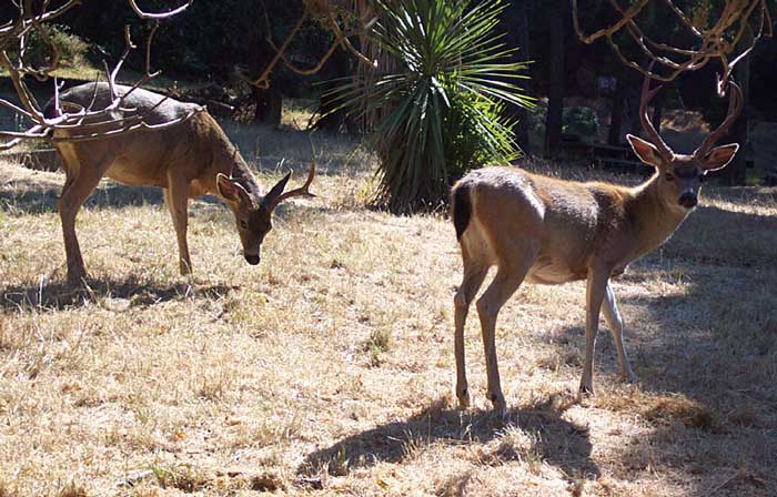 The deer come out to graze at the end of the day