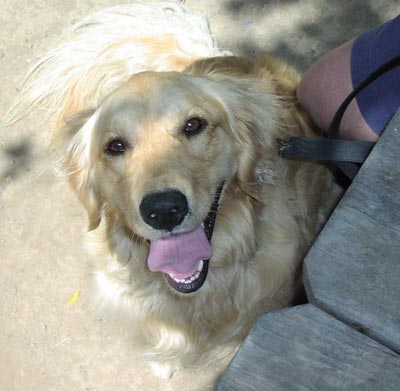jmcarlin's dog, Lila