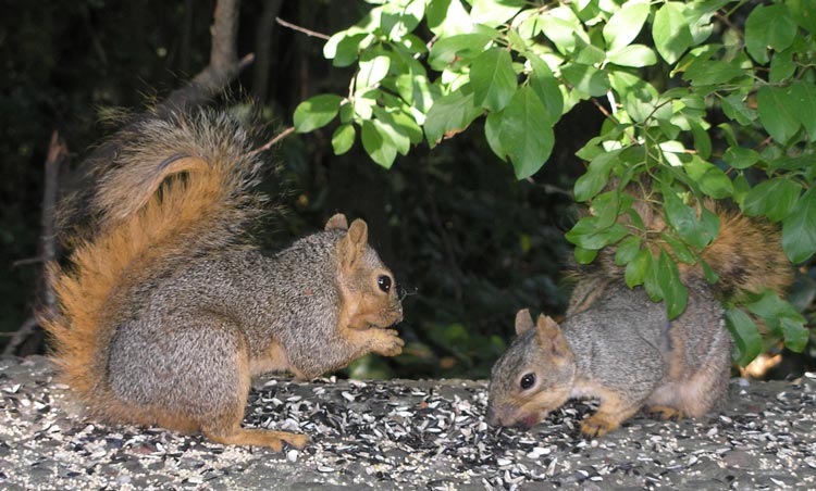 Even the squirrels get something to eat